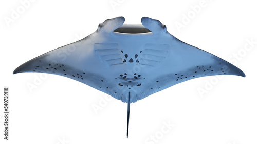 manta ray © Sebastian Kaulitzki