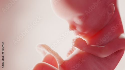 human fetus