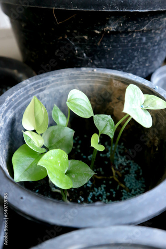 Anthurium Renaissance or Anthurium Renaissance plant ,small plant or small Anthurium Renaissance