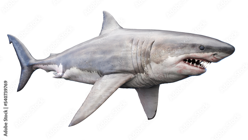 Fototapeta premium shark