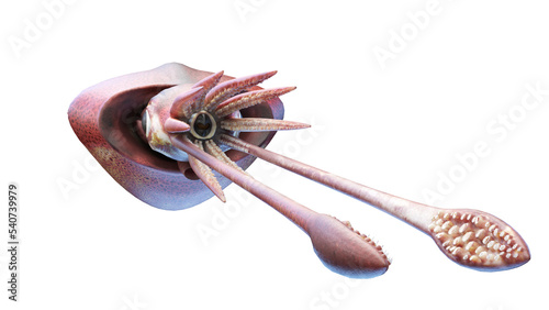 Photography colossal squid