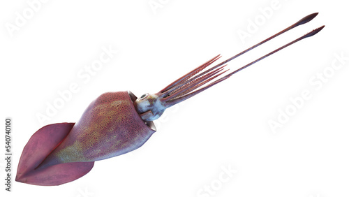 colossal squid