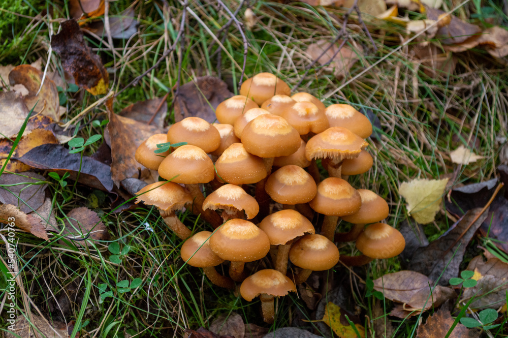mushrooms in the forest mushrooms in the forest
