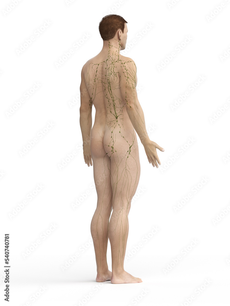 Fototapeta premium lymphatic system