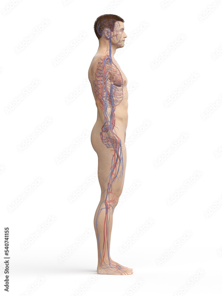 Fototapeta premium vascular system