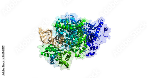 COVID-19 RNA-dependent RNA Polymerase , 3D protein molecule 4K