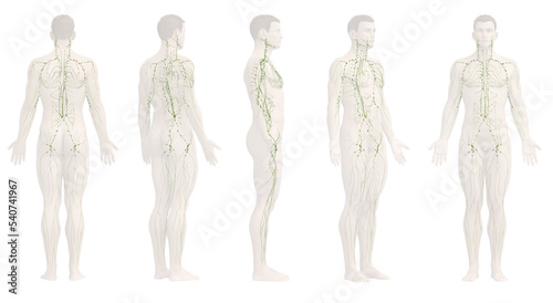 3d rendered medical illustration of the male lymphatic system