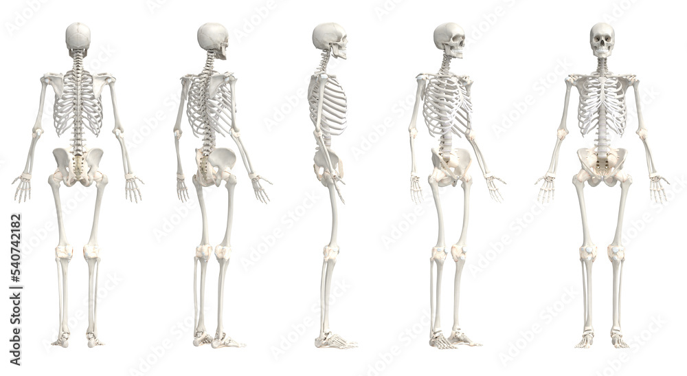 3d rendered medical illustration of the male skeleton - obrazy, fototapety, plakaty 