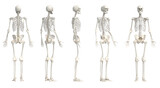 3d rendered medical illustration of the male skeleton