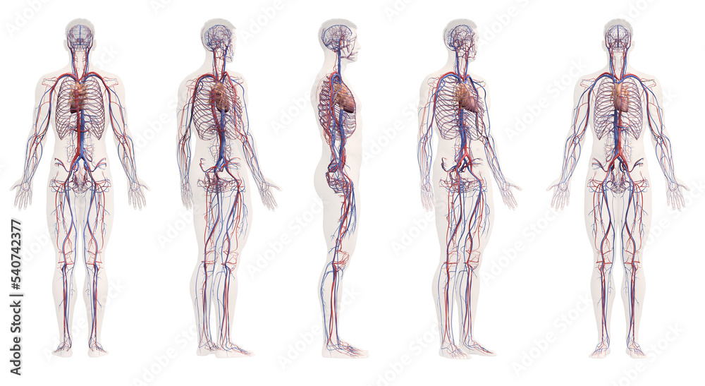 3d rendered medical illustration of the male vascular system - obrazy, fototapety, plakaty 