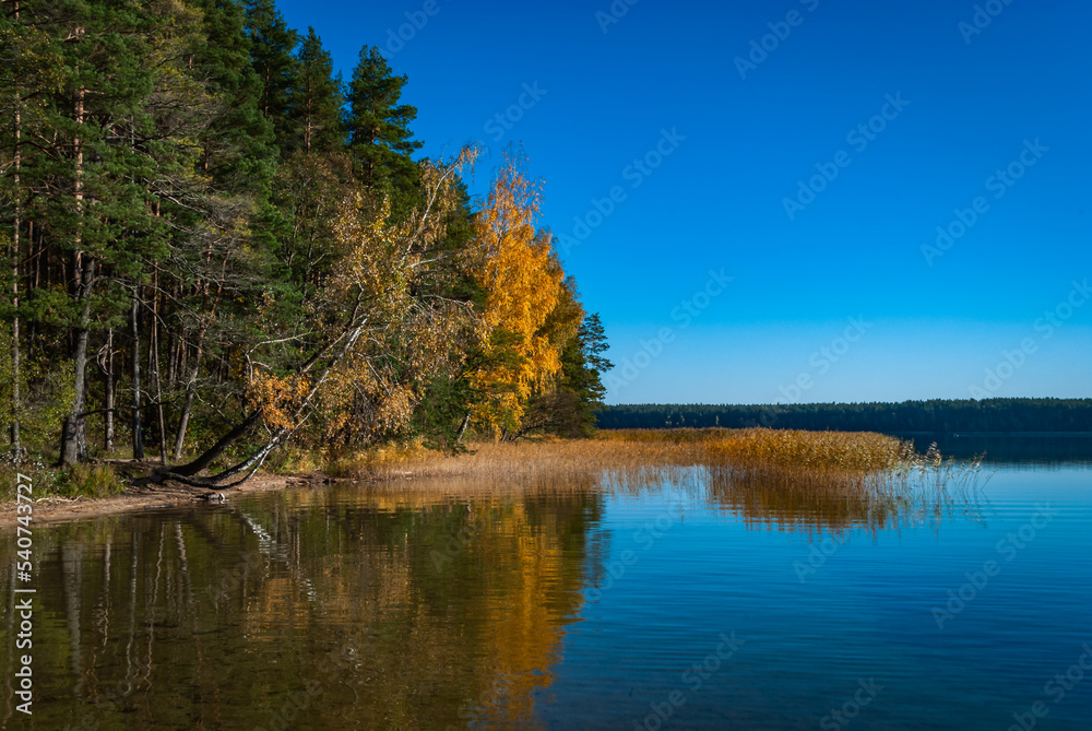 Autumn trees are reflected in the blue surface of Lake Baltieji Lakajai in Labanoras Regional Park, Lithuania