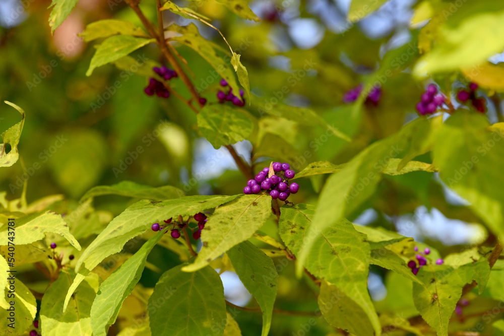 East Asian beautyberry Nature flower plant fruit East Asian beautyberry Nature flower plant fruit