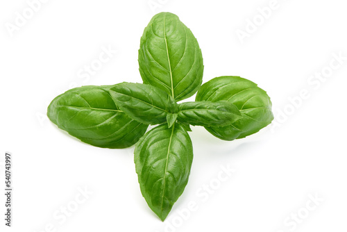 Fresh basil leaf isolated on white background, close up. Basil herb