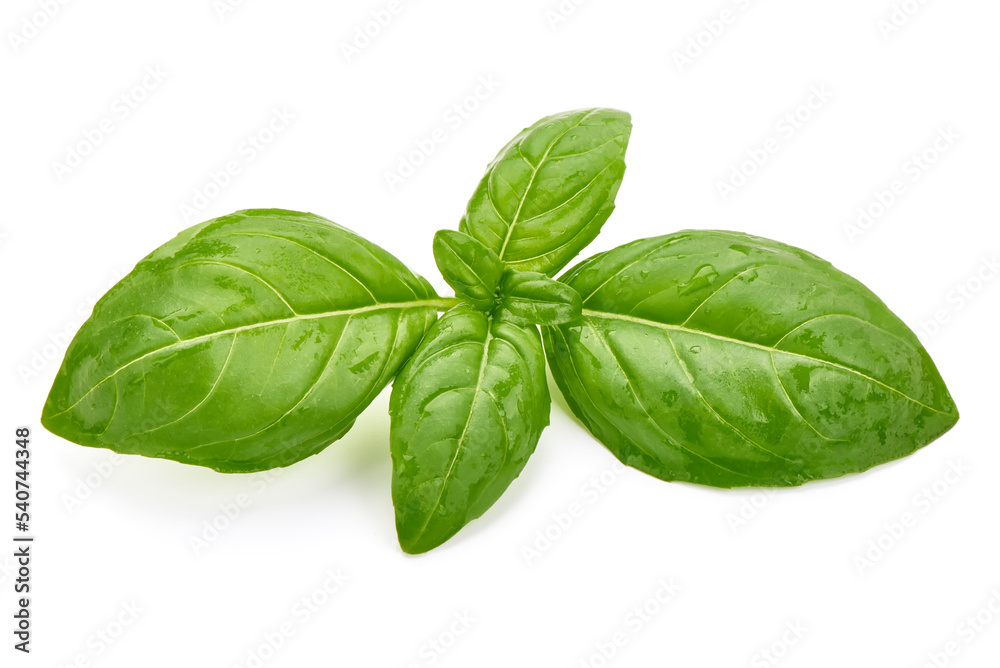 Fresh basil leaf isolated on white background, close up. Basil herb Fresh basil leaf isolated on white background, close up. Basil herb