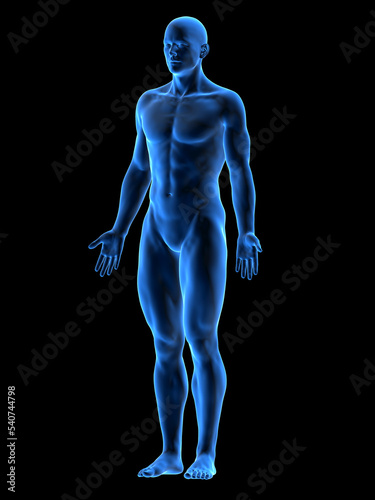 male body