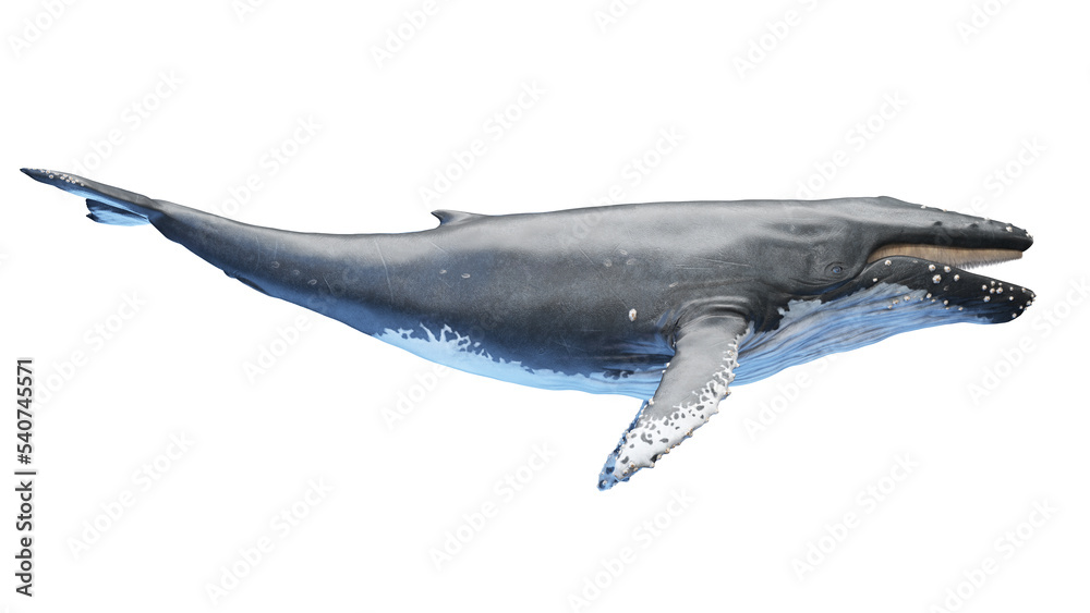 Fototapeta premium whale anatomy