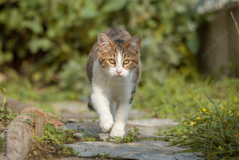 Portrait of gray and white kitten with intense yellow eyes walking towards the camera in a warm evening light and blurry backgrond.