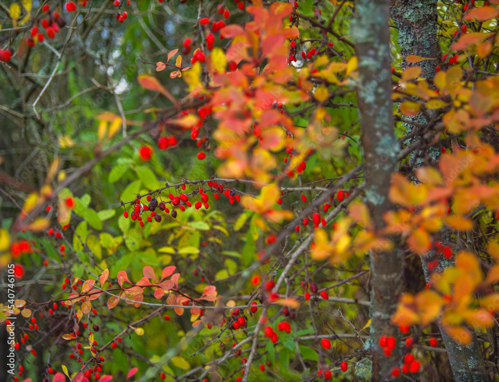 red berries of hawthorn red berries of hawthorn
