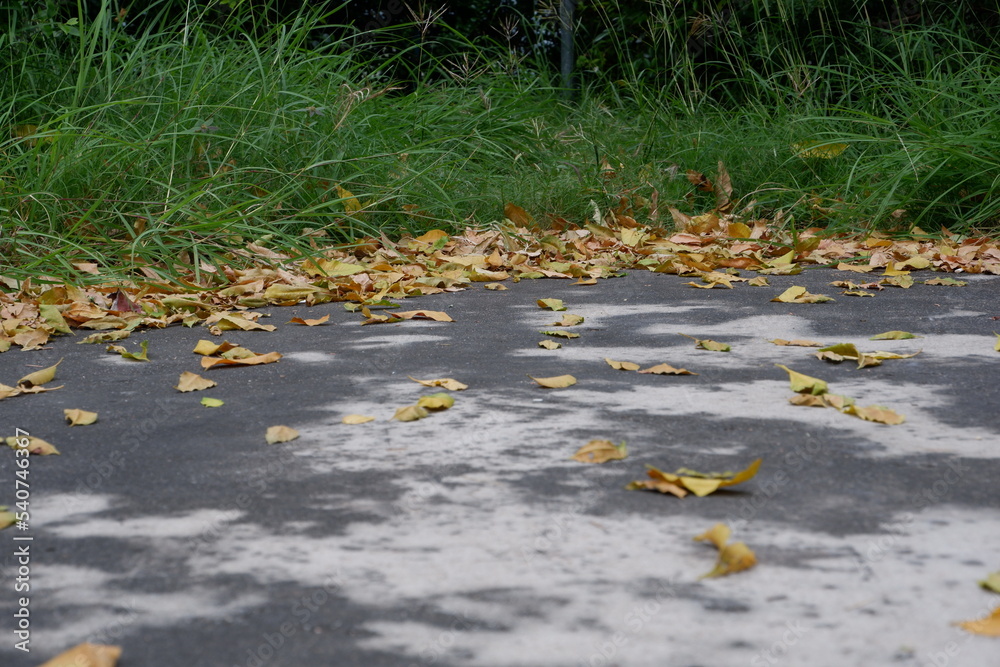 autumn leaves on the water,Falling leaves In winter, fallen leaves in the stadium area, in the park. autumn leaves on the water,Falling leaves In winter, fallen leaves in the stadium area, in the park.