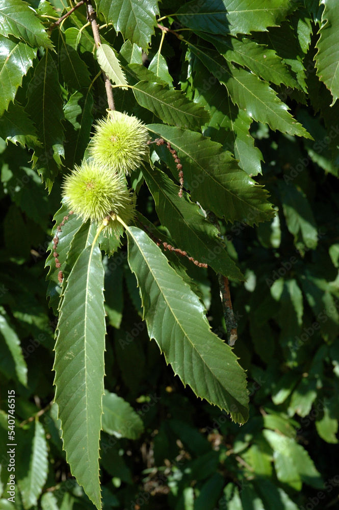 Chataignier , Chataigne, Castanea sativa , Bogues, feuilles Chataignier , Chataigne, Castanea sativa , Bogues, feuilles