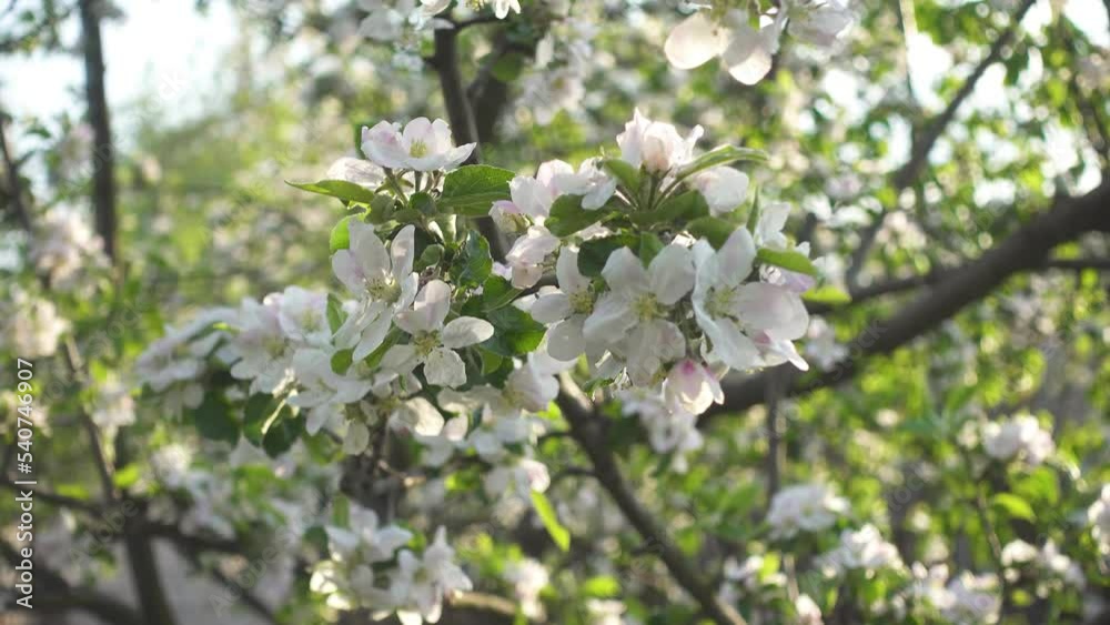 Blooming apple tree in spring time Blooming apple tree in spring time