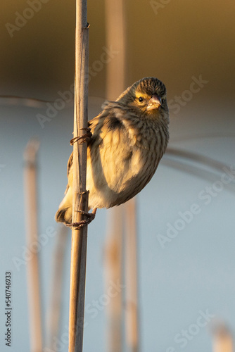 Euplecte à épaules blanches,.Euplectes albonotatus , White winged Widowbird photo