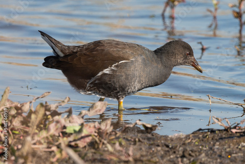 Gallinule poule d'eau, immature,.Gallinula chloropus , Common Moorhen