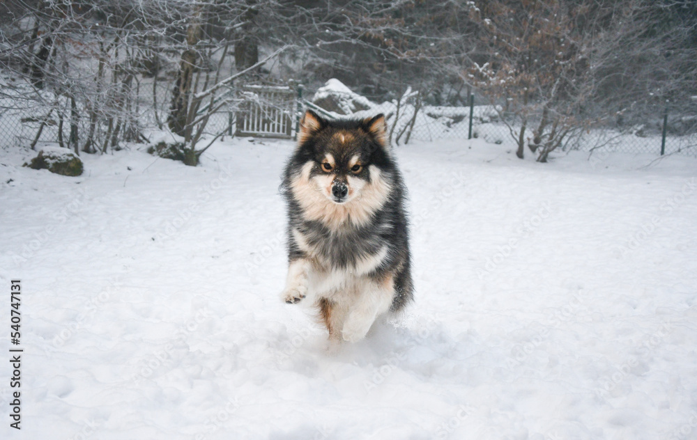 Naklejka premium Portrait of Finnish Lapphund dog playing in snow