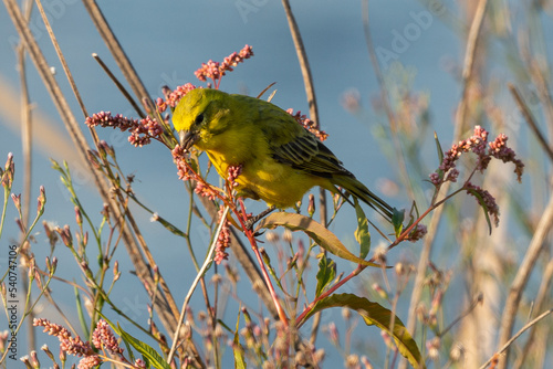 Serin soufré, male,.Crithagra sulphurata, serinus sulfuratus, Brimstone Canary