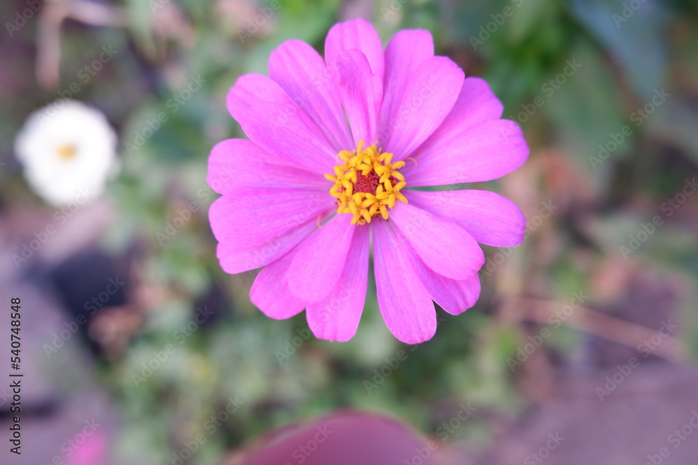 Zinnias that are blooming in early winter, Thailand Zinnias that are blooming in early winter, Thailand