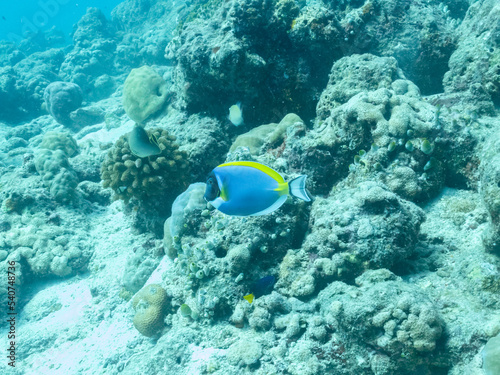 Colorful corals and small exotic fishes in the depths of the Indian ocean, Maldive islands, travel concept