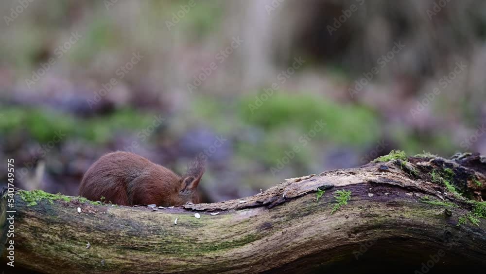 Red squirrel sitting on dead wood eating sunflower seeds, european red squirrel, january, north rhine westphalia (sciurus vulgaris), germany Red squirrel sitting on dead wood eating sunflower seeds, european red squirrel, january, north rhine westphalia (sciurus vulgaris), germany