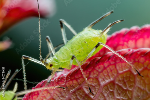 Aphid on Flower. Greenfly or Green Aphid Garden Parasite Insect Pest Macro on Green Background