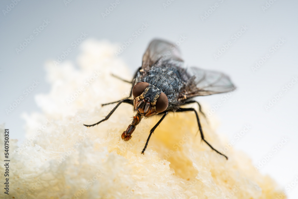 Obraz premium House Fly, Flesh Fly or Meat Fly Sarcophagidae Parasite Insect Pest on Fruit. Danger of Disease Vector, Pathogen Transmission or Infection Germ Spreading