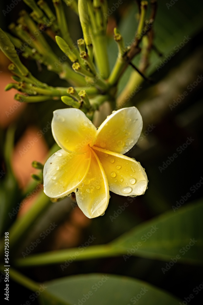 Fototapeta premium Frangipani flower in soft morning light and rain drops, selective focus, close up