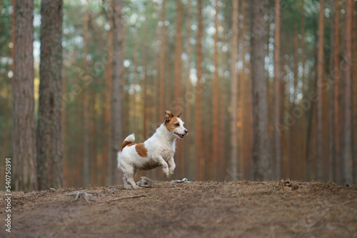 The dog in forest. active jack russell terrier. Pet in motion. sunset