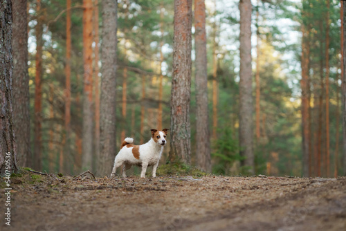 The dog in forest. active jack russell terrier. Pet in motion. sunset