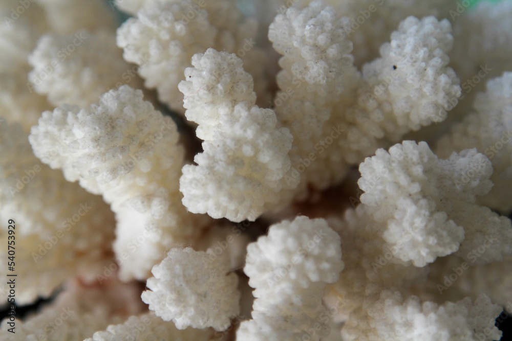 The white coral texture background The white coral texture background