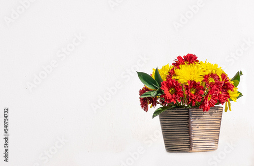 Fototapeta Naklejka Na Ścianę i Meble -  group of chrysanthemum flower red and yellow blooming in ceramic vase. Isolated on white concrete wall background. pretty gift bouquet flora blossom.