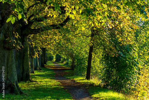 Sonniger Herbstanfang - Pfad entlang an einer goldenen Allee