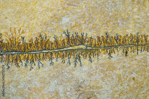 Close up of fossil ferns petrified in a stone slab photo