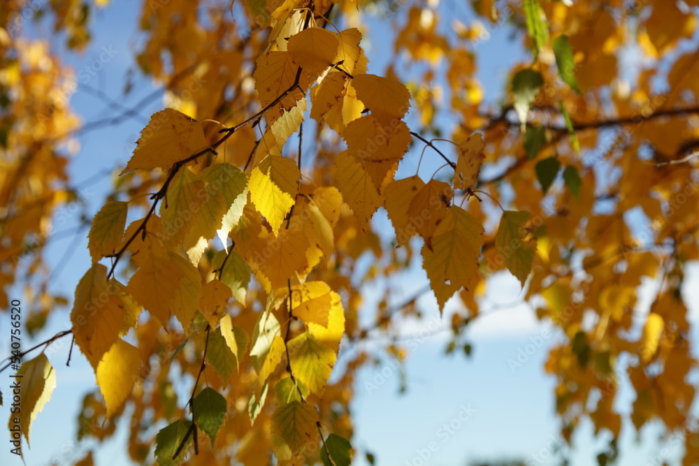 Fototapeta premium Yellow autumn leaves in the sky