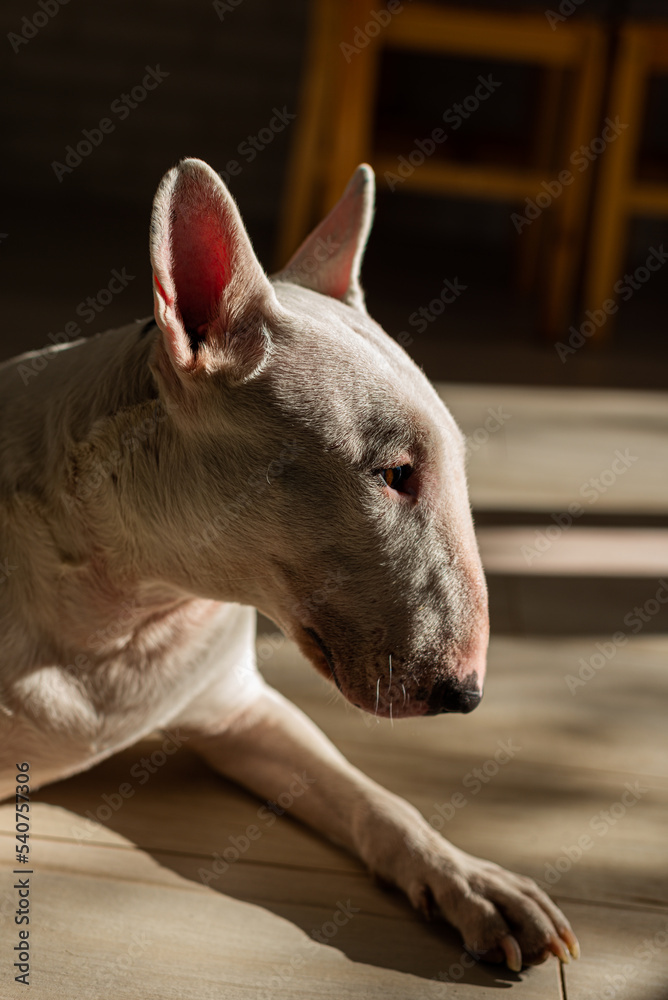 bull terrier portrait at home