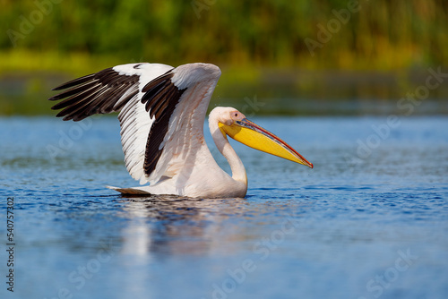 A pelican in the wilderness of the Danube Delta in Romania 