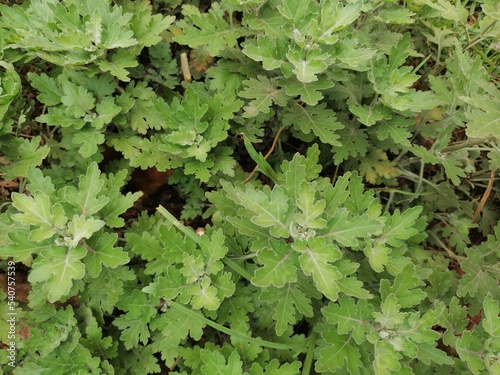 Flower Leaves Close UP