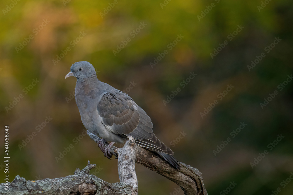 Common Wood Pigeon(Columba palumbus) on tree branch Common Wood Pigeon(Columba palumbus) on tree branch