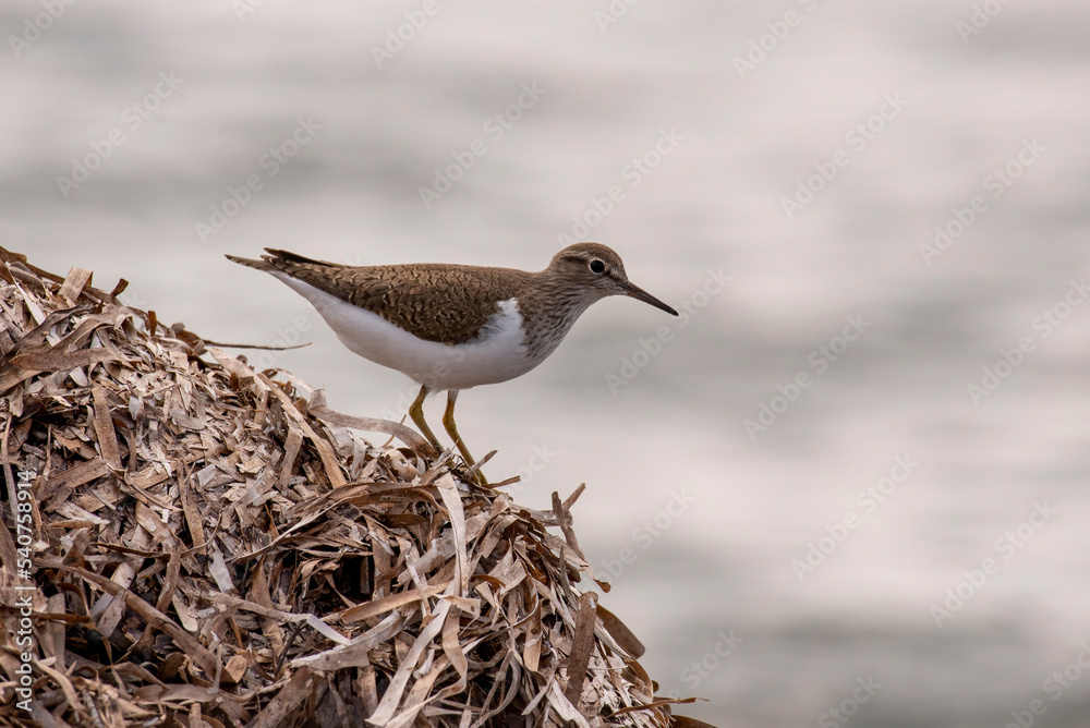 Actitis hypoleucos bird of Scolopacidae family
