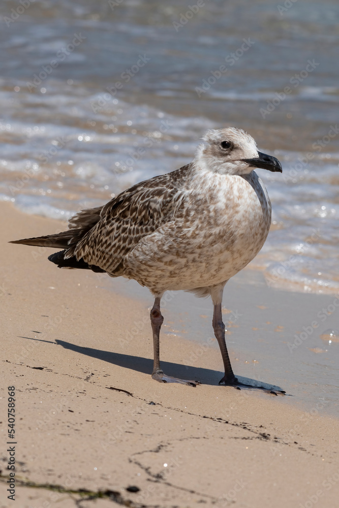 Detailed portrait of  Juvenile Yellow-legged gull (larus michahellis)
