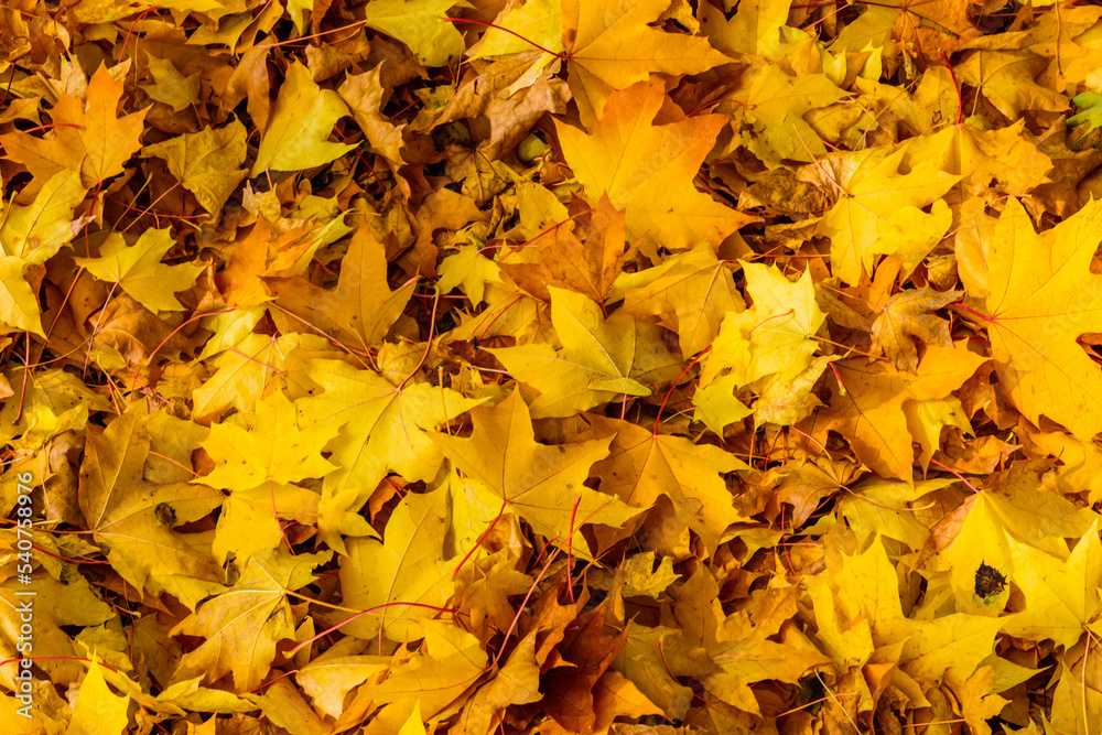 Background of the fallen yellow maple leaves. Autumn concept Background of the fallen yellow maple leaves. Autumn concept