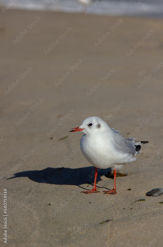 seagull on the beach seagull on the beach